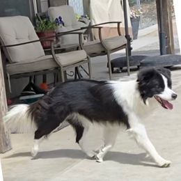 Border Collie All Grown Up from Embrace Border Collies