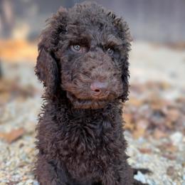 Gray Collar - Chocolate male Goldendoodle puppy in Ringgold, Georgia from Sweet B’s Goldendoodles