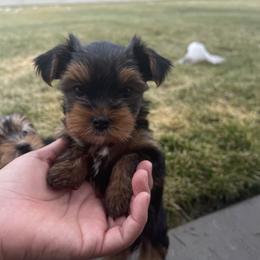 Yorkshire Terrier Puppies from Alvarado’s Yorkies