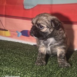 Marco - Chocolate male Shih Tzu puppy in Boston, Massachusetts from London's puppies