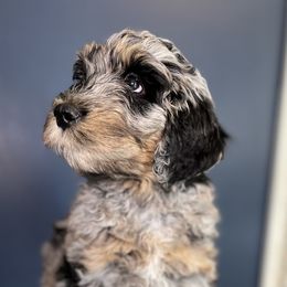 Rosalie - Blue merle Bernedoodle puppy in Knoxville, Tennessee from Bright Side Doodles