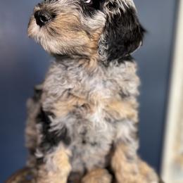 Rosalie - Blue merle Bernedoodle puppy in Knoxville, Tennessee from Bright Side Doodles