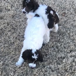 Poodle Puppies from 406 Poodles