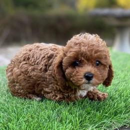 Girl 1 - Red  female Poodle puppy in Spring Hill, Tennessee from Duke's Mini & Toy Australian Shepherds & Aussiedoodles