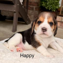 Happy - Black tan and white female Beagle puppy in Mansfield, Missouri from Rippee Creek Kennel