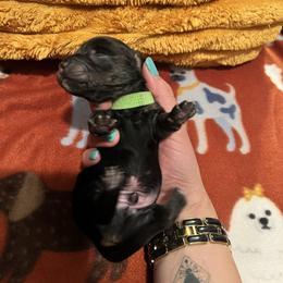 Yoshi - Black and tan male Dachshund puppy in Meridian, Id 83646 3658, Idaho from Boise Best Mini Dachshunds