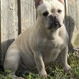 Rosita - French Bulldog