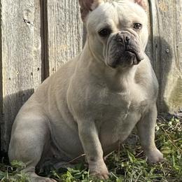 Rosita - French Bulldog