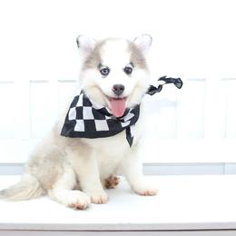 Jeff - Gray and white male Pomsky puppy in Murfreesboro, Tennessee from Middle Tennessee Pomskies