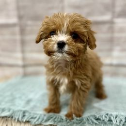 Tiny Tim - Red male Cavapoo puppy in Logan, Utah from Mountain View Doodles
