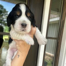 Montana - Black white and tan female English Springer Spaniel puppy in Wilmer, Alabama from South Delta Springers