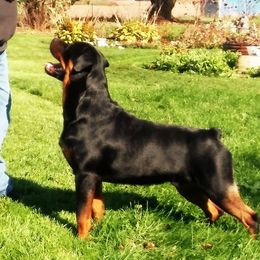 Rocky - Rottweiler