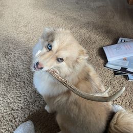 Pomsky All Grown Up from Kenna'z Kuddly Pomskiez