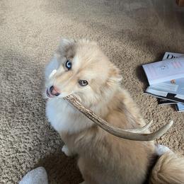 Pomsky All Grown Up from Kenna'z Kuddly Pomskiez