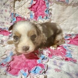 Merle female - Blue merle female Miniature Australian Shepherd puppy in Lemon Cove, California from Magic Ranch Mini Aussies