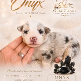 Onyx - Blue merle and white male American Corgi puppy in Mariposa, California from Gem Coast Corgis