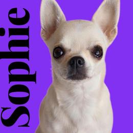Sophie - Chihuahua