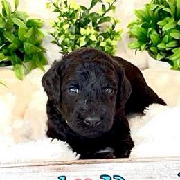 Miss Green - Black female Goldendoodle puppy in San Diego, California from Sensational Doodles