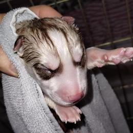 Raelynn - Red and white female Siberian Husky puppy in Heppner, Oregon from Yuki Ookami Show Kennel