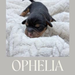 Ophelia - Black and tan female Cavapoo puppy in Awendaw, South Carolina from LierChonPoo