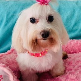 French Bulldogs, Maltese, and Shih Tzus from Puppies R Us