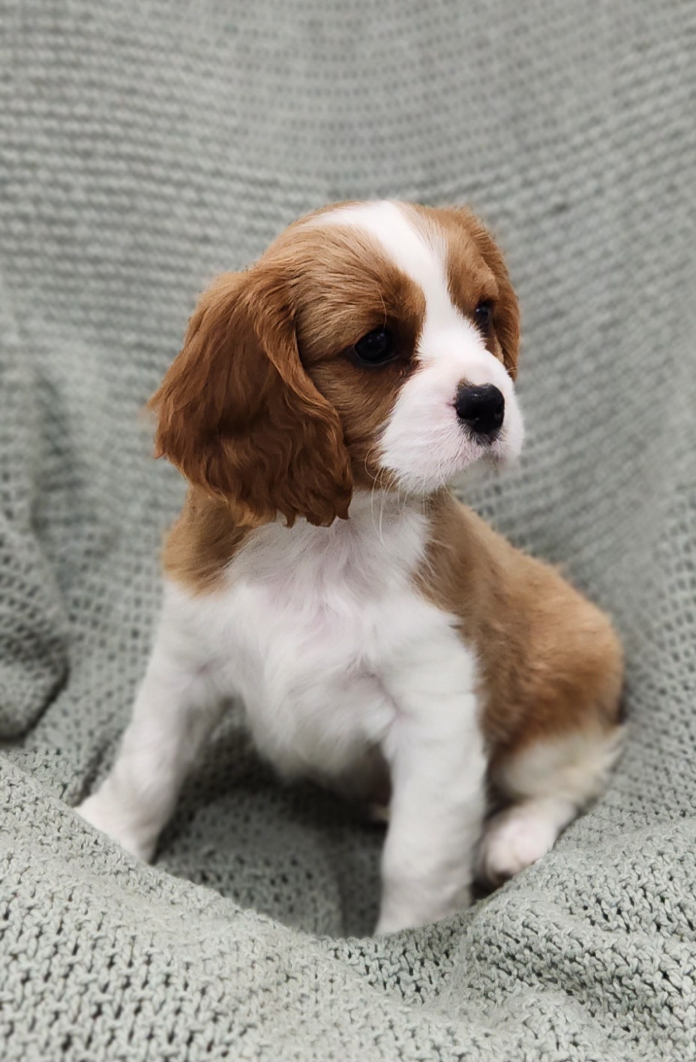 Cavalier King Charles Spaniel Puppies from King of the Hill Cavaliers