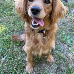 "Margaux " Companion Cross All Grown Up from PNW Mini Golden Retrievers