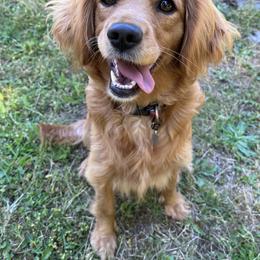 "Margaux " Companion Cross All Grown Up from PNW Mini Golden Retrievers