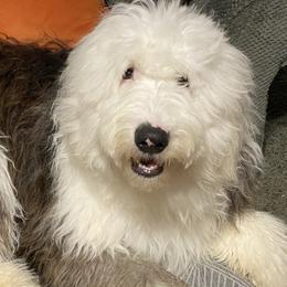 Old English Sheepdog Puppies from Heavinly Blessings Farm Pups - Old English Sheepdog Puppies