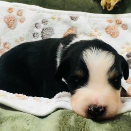 Riley - Black tri-color male Australian Shepherd puppy in Mckenzie, Tennessee from Whispering Iris Aussies