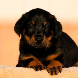 Aksana - 5350 - Black and rust female Beauceron puppy in Rockwall, Texas from Elitehaus