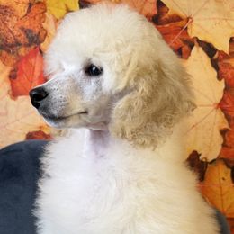 White Puppy - White male Poodle puppy in Kingston, Oklahoma from Tribal Poodles