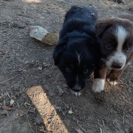 Australian Shepherd and Pembroke Welsh Corgi Puppies from Rocky Blue Australia shepherds