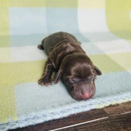 Boy 2 - Chocolate male Dachshund puppy in Oklahoma from DRB Dachshunds