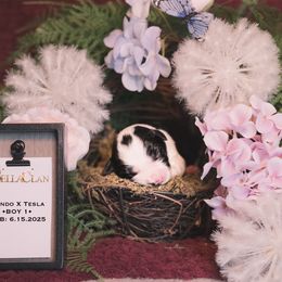 Boy 1 (Hondo x Tesla) - Black and white male Border Collie puppy in Bryantown, Maryland from Bellaclan Border Collies