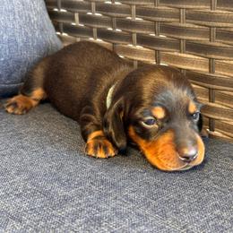 Dash-Blue boy - Black and tan male Dachshund puppy in North Auburn, California from Northern Doxie