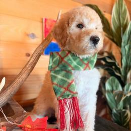 Moose - Cream male Goldendoodle puppy in Millville, California from Hope Lane Kennels