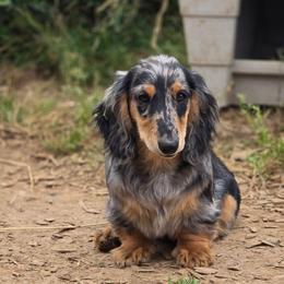 Devin - Dapple male Dachshund puppy in Ethel, Washington from Mickey's Miracle Doxies