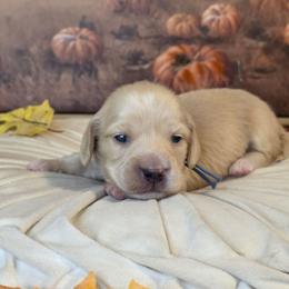 Frost - Cream male Dachshund puppy in Romney, Indiana from Brown's Valley Dachshunds