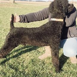 Spoo - Poodle