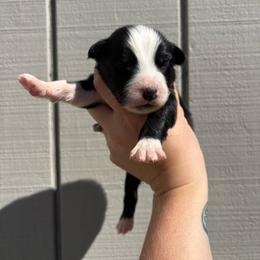 Girl 3 - Black & white female Australian Shepherd puppy in Martville, New York from Jasmin's Australian Shepherds