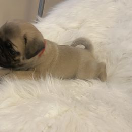 Boy 2 - Pug puppy in Alabama from Pug Love of Opelika Alabama