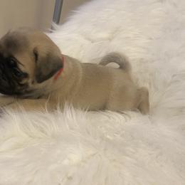 Boy 2 - Pug puppy in Alabama from Pug Love of Opelika Alabama