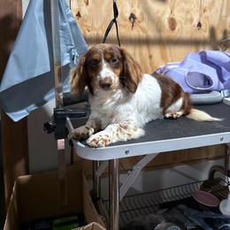 Layla - Piebald female Dachshund puppy in Mountain Home, Arkansas from Furry Friends Kennel