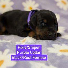 Purple Collar - Black and rust female Doberman Pinscher puppy in Lake City, Florida from Paintedcrazy Doberman Pinchers