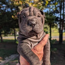 Boy 2 - Black male Chinese Shar-Pei puppy in Autryville, North Carolina from T&D'S Razen Wrinkles Shar-pei