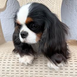 Willow - Tri-color female Cavalier King Charles Spaniel puppy in Spring Hill, Florida from Stardom Chihuahuas & CKCS