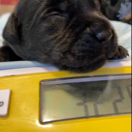 Millie - Black female Labrador Retriever puppy in Arlington, Iowa from Uncle Bucks Labrador Retrievers