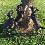Mountain Cur Puppies from Walnut Ridge Mountain Curs