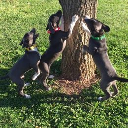 Mountain Cur Puppies from Walnut Ridge Mountain Curs